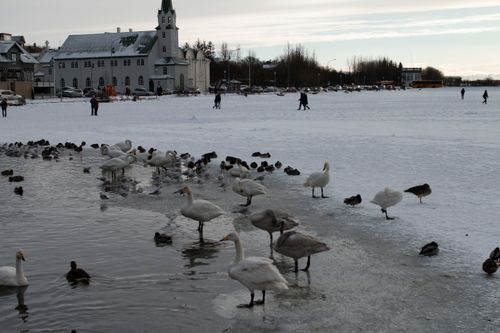 Free stock photo of ducks, frozen lake, reykjavik Stock Photo