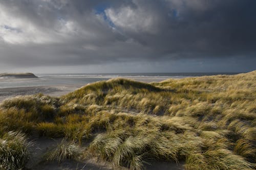 Green Grasses Under Gray Clouds