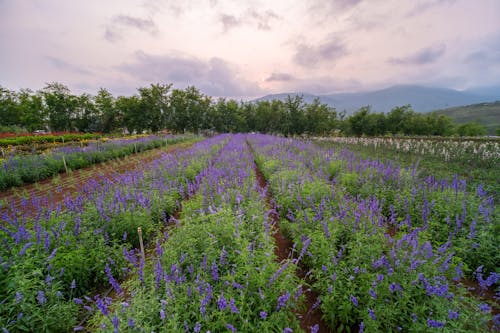 Gratis lagerfoto af bane, blomster, blomstrende