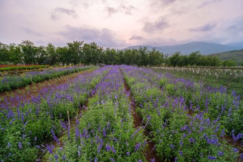 Free Serene view of a lavender field blooming at dusk with mountains in the background, perfect for relaxation. Stock Photo