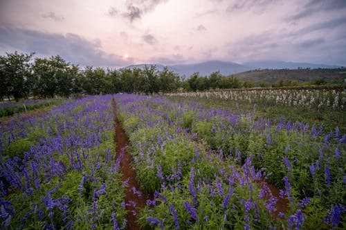 Gratis lagerfoto af bane, blomster, blomstrende