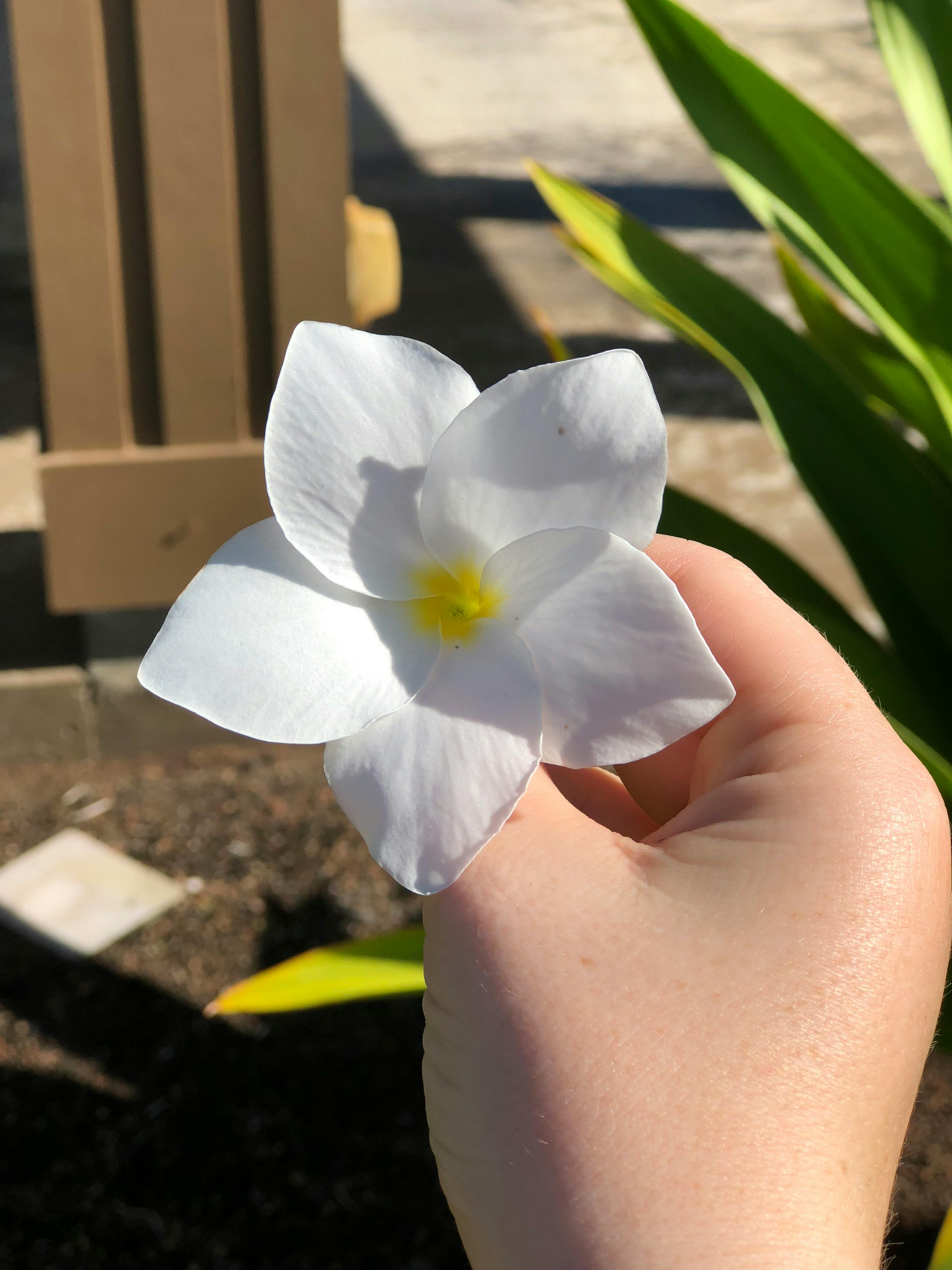 Free stock photo of flower, hawaii, white