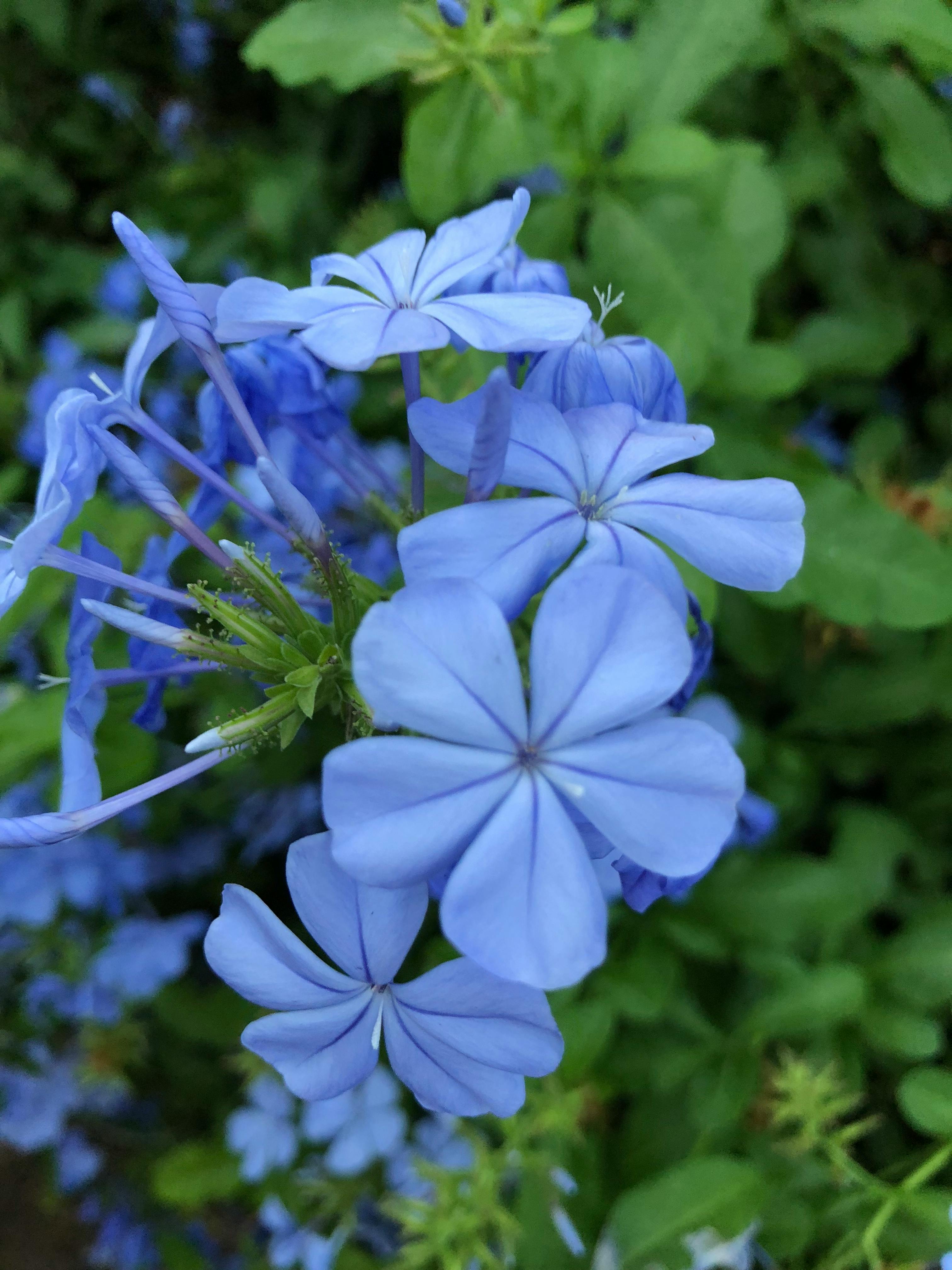 Free stock photo of blue, blue flowers, hawaii