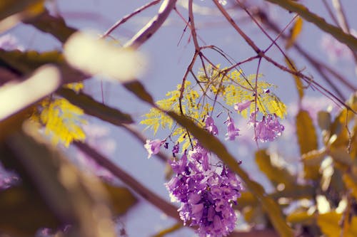 Základová fotografie zdarma na téma krásné květiny, příroda, rostliny