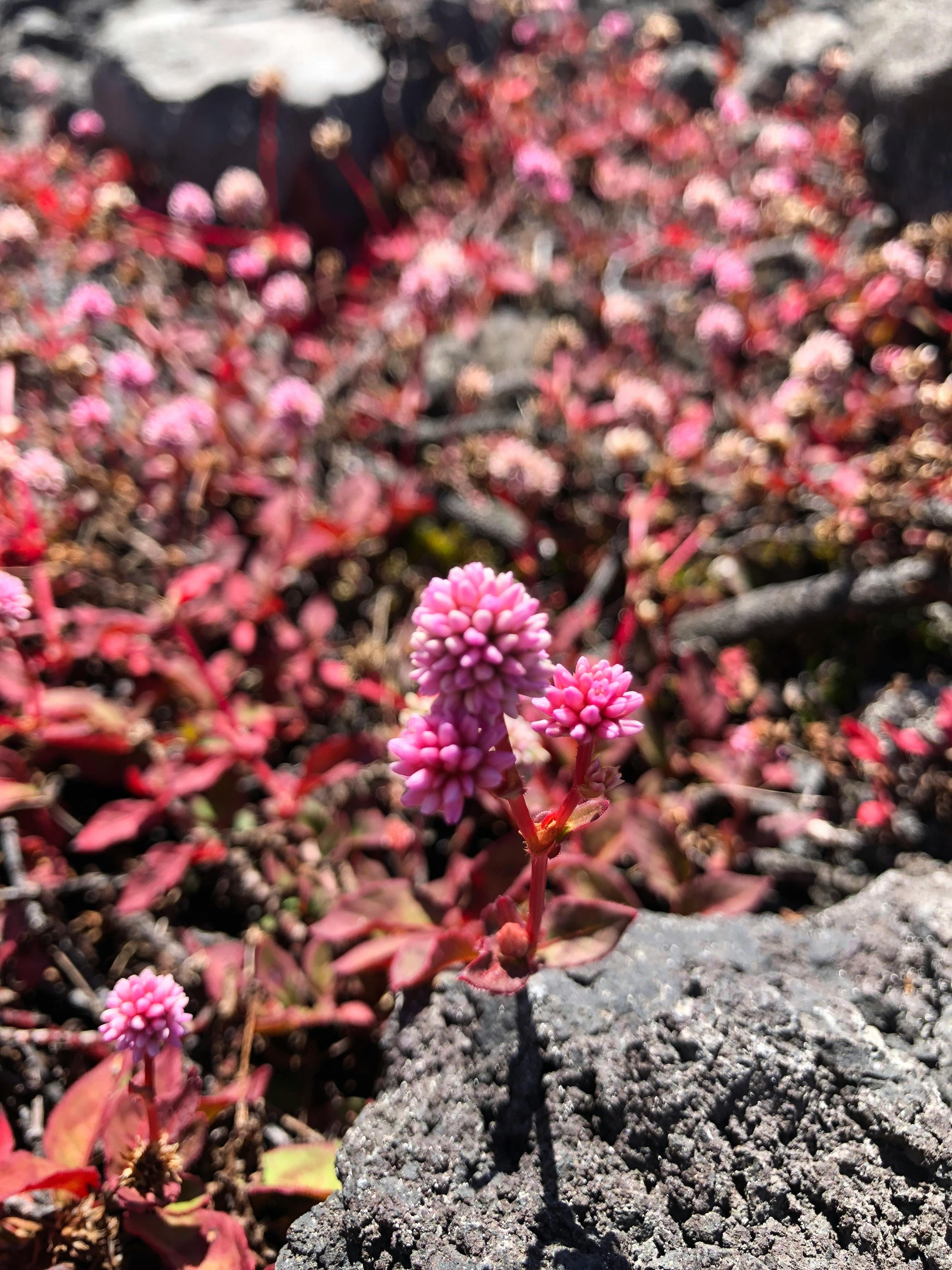 ハワイ 美しい花の無料の写真素材