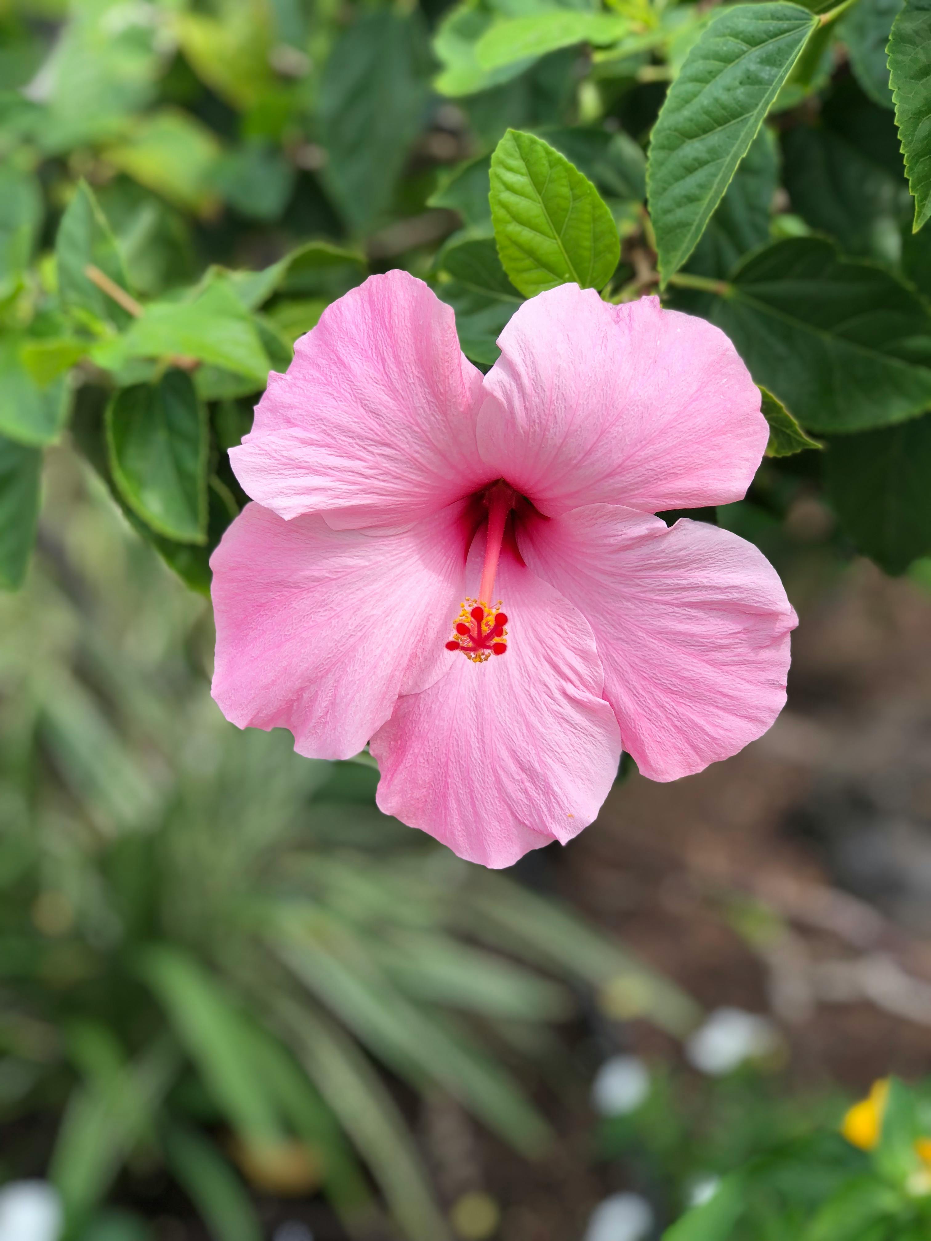 トップ100 壁紙 ハワイ 花 写真 無料 すべての美しい花の画像