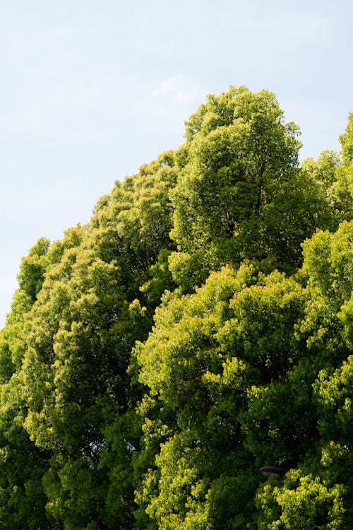 View of Bright Green Trees under Blue Sky in Summer 