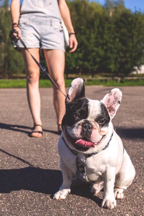 Woman Walking on the Street With Her Black and White Bulldog
