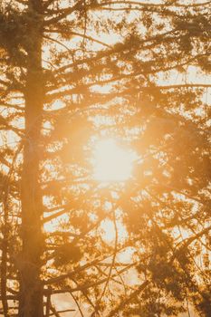 Golden sun rays streaming through pine tree branches, creating a warm, serene atmosphere.