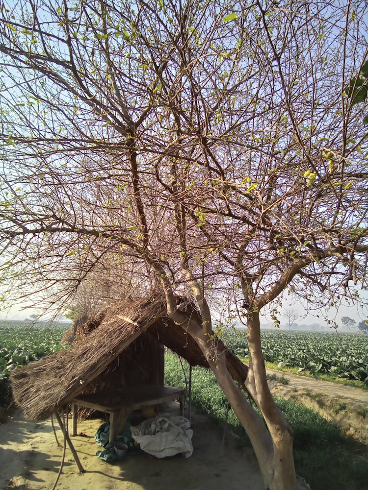 Table Under Rooftop In Field