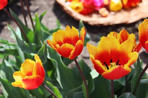 Close-up of Colorful Tulips in the Garden 