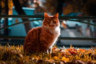 一只迷人的虎斑猫坐在城市公园的秋叶中，美丽的身影被捕捉下来