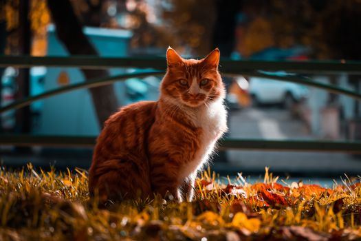 一只迷人的虎斑猫坐在城市公园的秋叶中，美丽的身影被捕捉下来