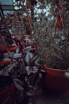 Close-up of various potted plants in a cozy indoor garden with warm lighting.