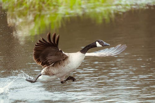 Close-up of a Goose Flying above Water 