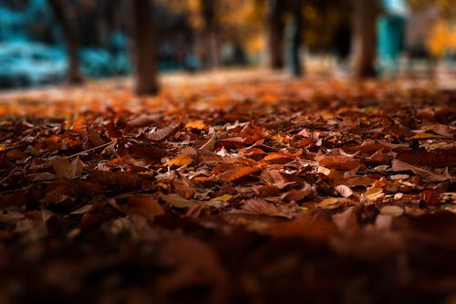 Free Selective Focus Photography of Brown Leaves Stock Photo