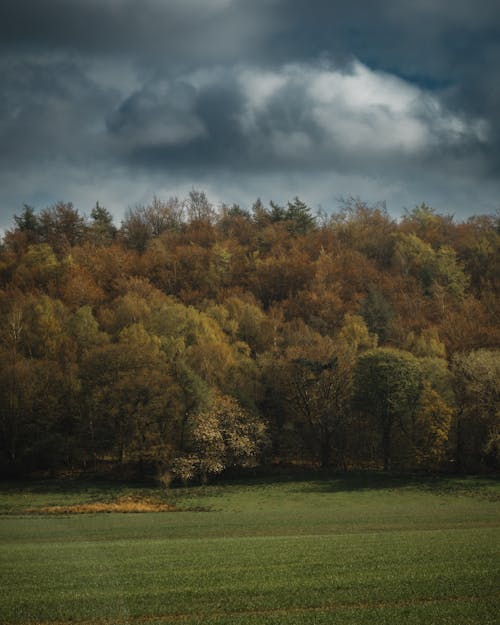 Trees and a Field under Dark Clouds in Autumn 