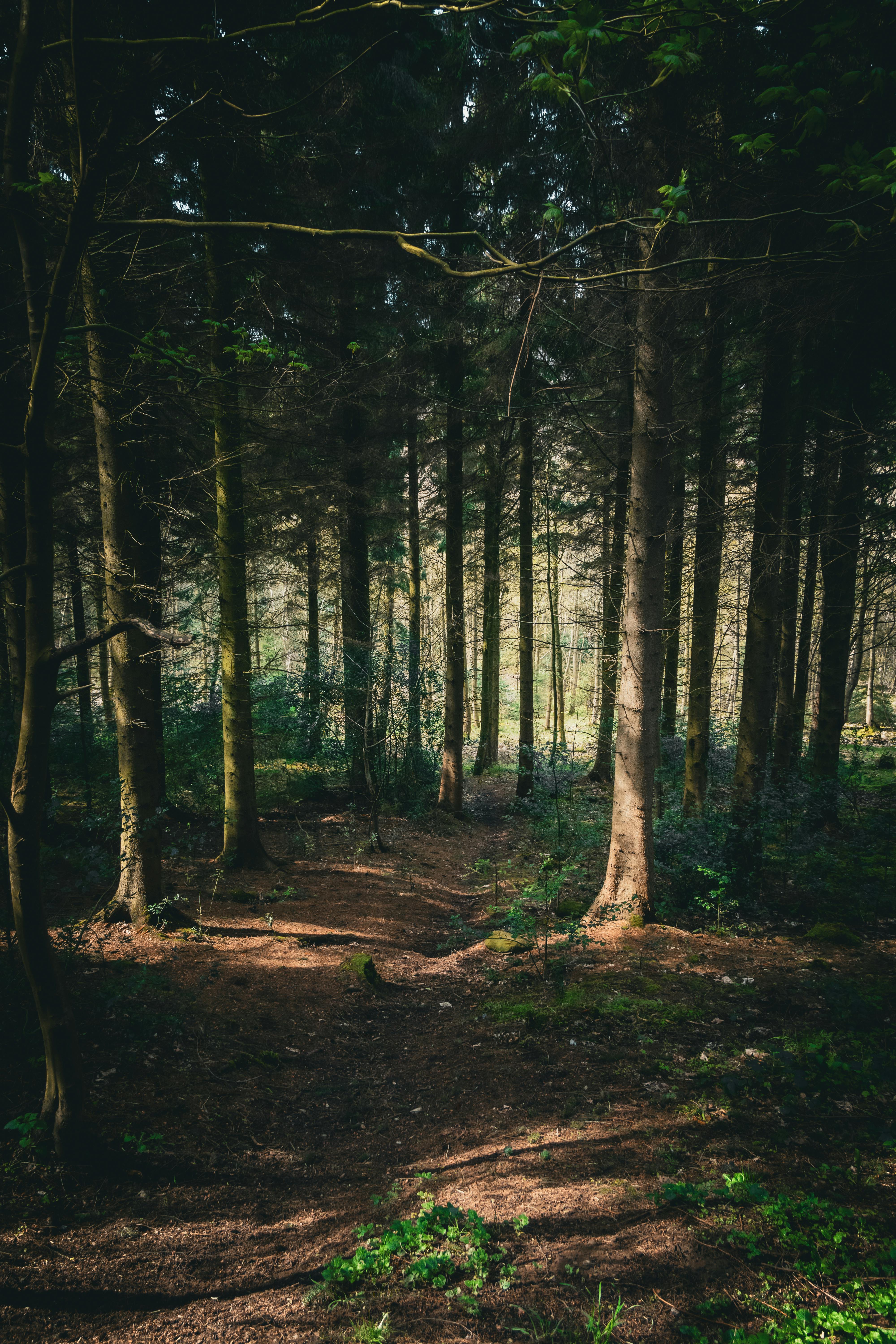 FORESTフォレスト The Forest | Fallout Wiki | Fandom