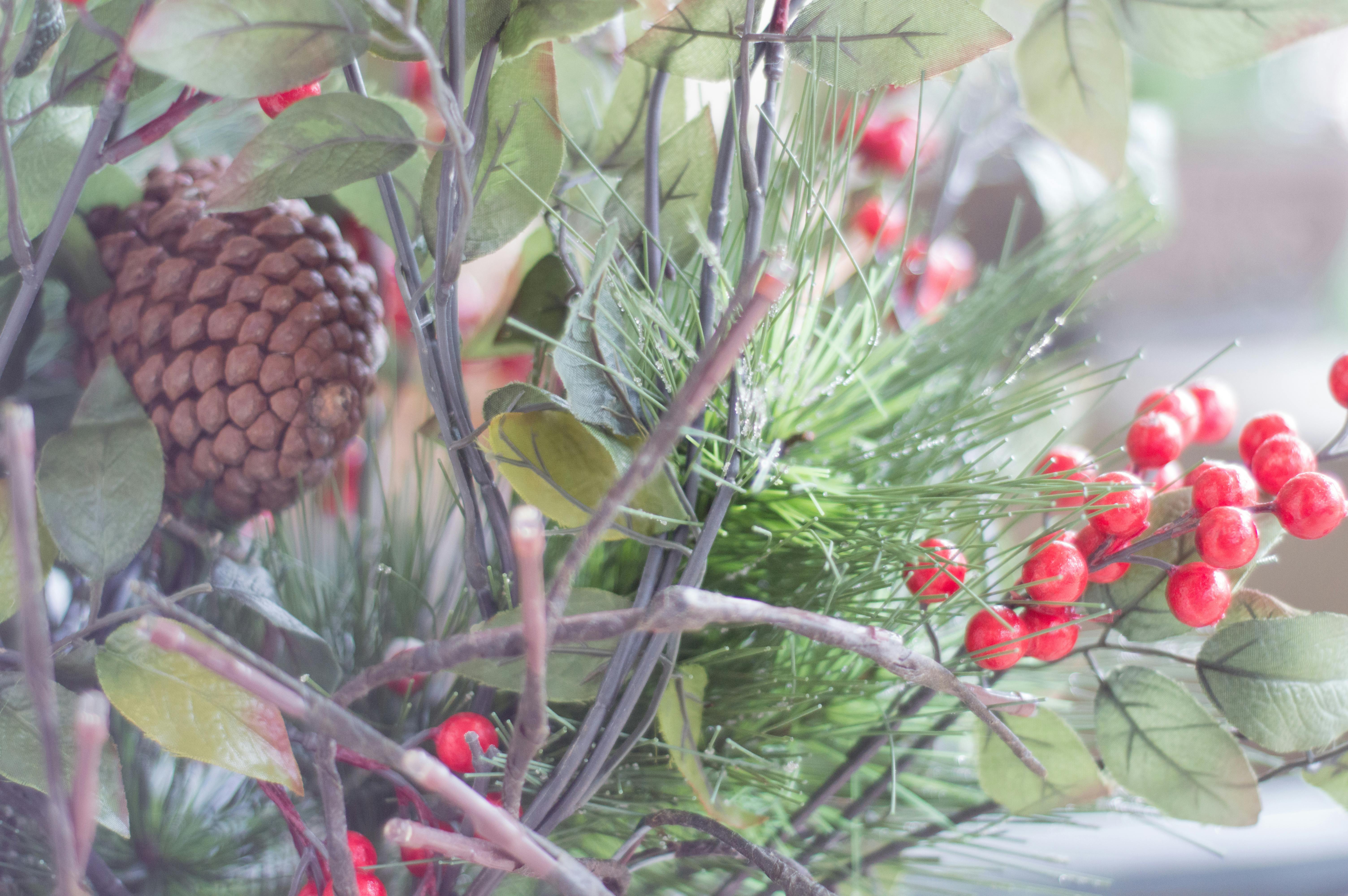 Free stock photo of background, berries, christmas