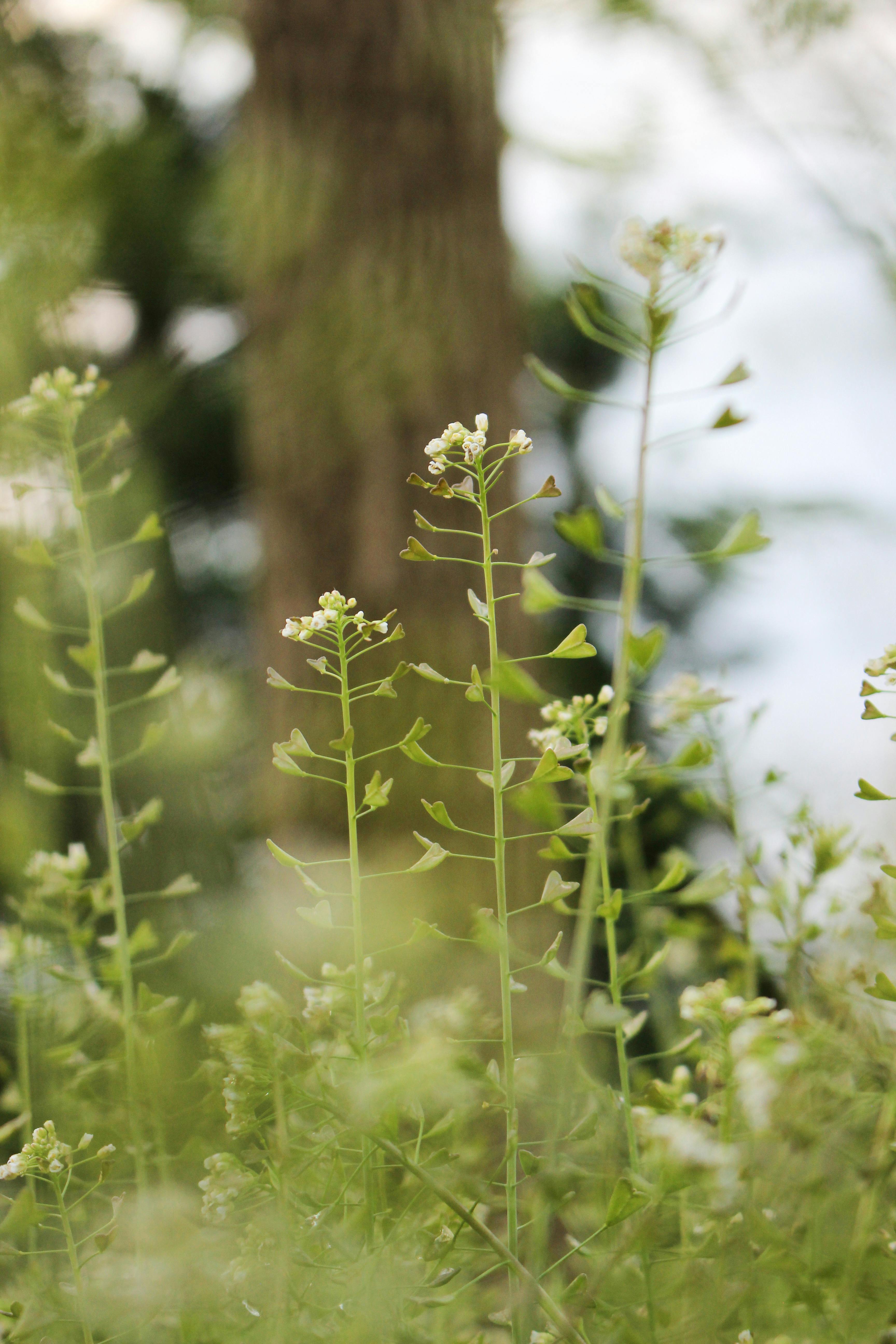 Delicate Wildflowers on a Field · Free Stock Photo