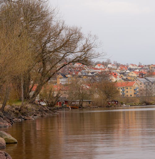 Безкоштовне стокове фото на тему «берег ріки, вертикальні постріл, дерева»