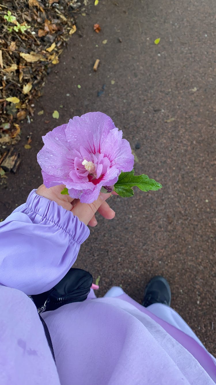 Woman Holding A Purple Hibiscus Flower