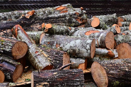 Безкоштовне стокове фото на тему «Деревина, дрова, ліс» стокове фото