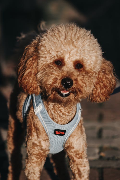 Toy Poodle in Pet Harness