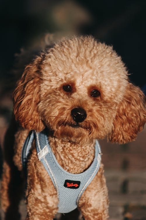Portrait of Puppy Poodle