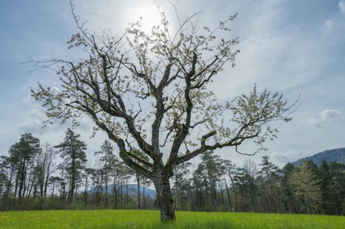 Imagine de stoc gratuită din arbori, campii, lumina soarelui