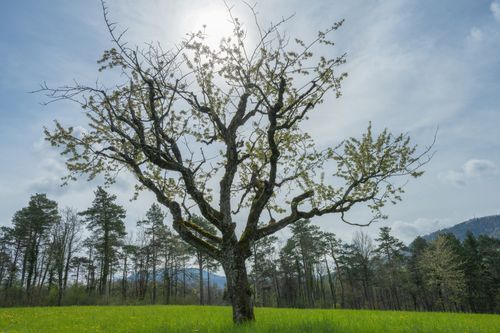 Free A solitary tree stands in a grassy meadow under a clear spring sky, framed by distant trees. Stock Photo