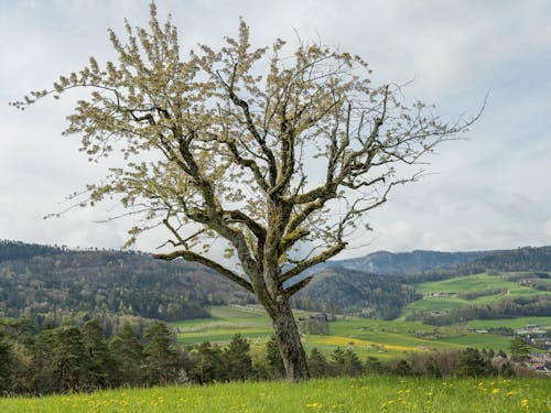 Apple Blossom Tree on a Grass Field 