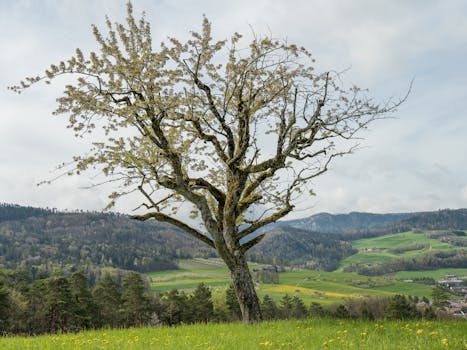 A lone tree stands prominently in a lush, scenic countryside landscape under a cloudy sky.