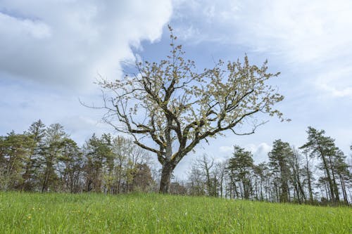 Darmowe zdjęcie z galerii z drzewa, łąka, natura