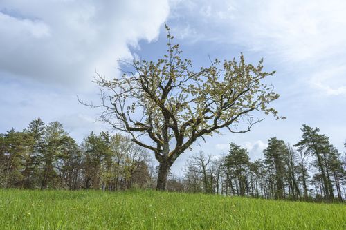 Free A solitary oak tree stands majestically in a lush green meadow, epitomizing natural beauty. Stock Photo