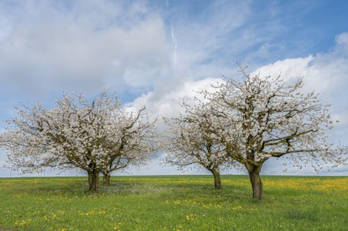 Foto d'estoc gratuïta de arbres, camp, creixement