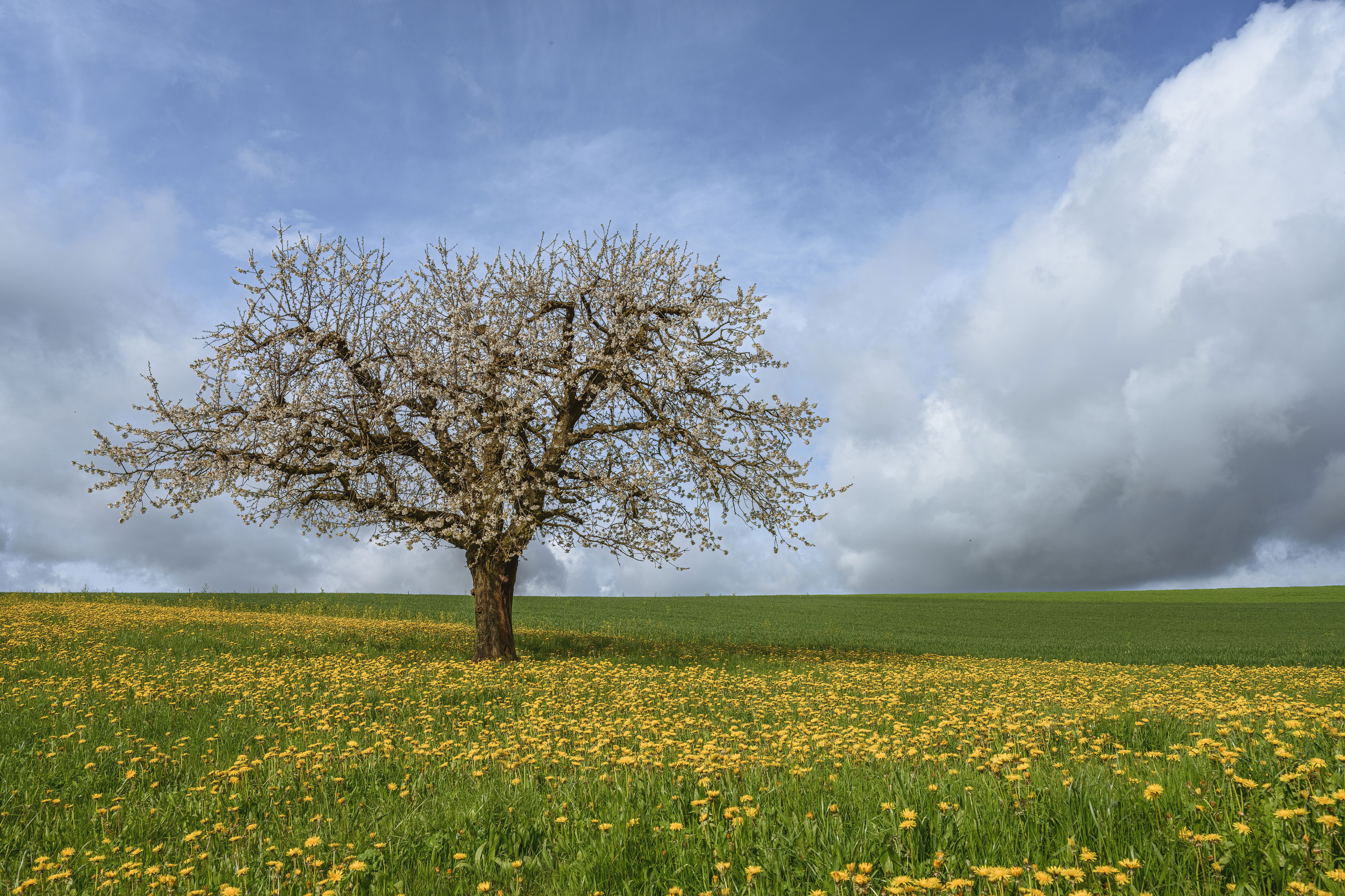 Single Tree on Meadow with Yellow Flowers · Free Stock Photo