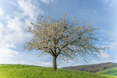 Imagine de stoc gratuită din arbore, arc, câmp