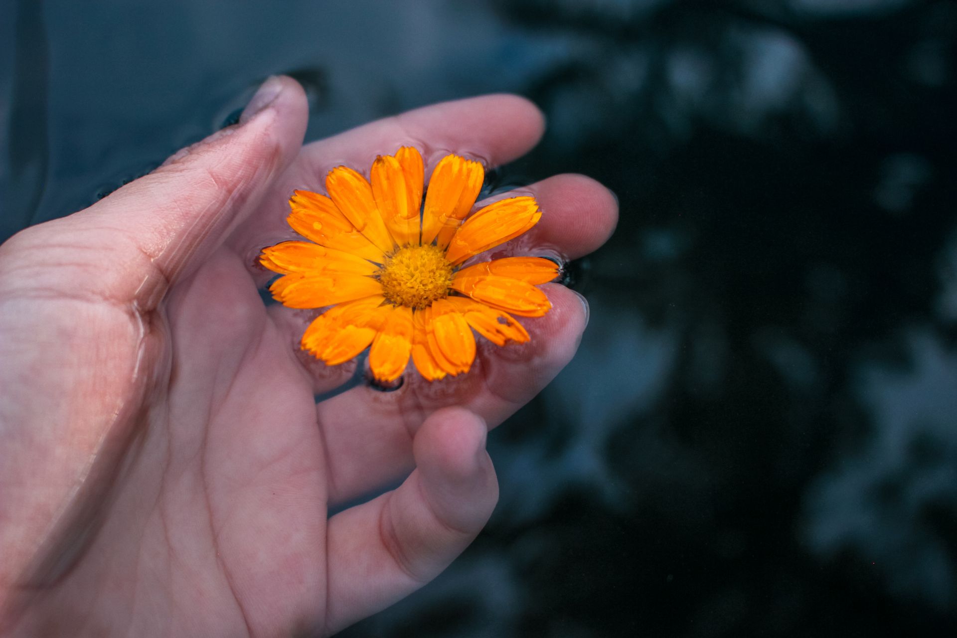 Close-up of a hand gently holding an orange pot marigold above dark water, emphasizing vibrancy.