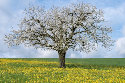 Single Tree and Flowers on Meadow in Spring