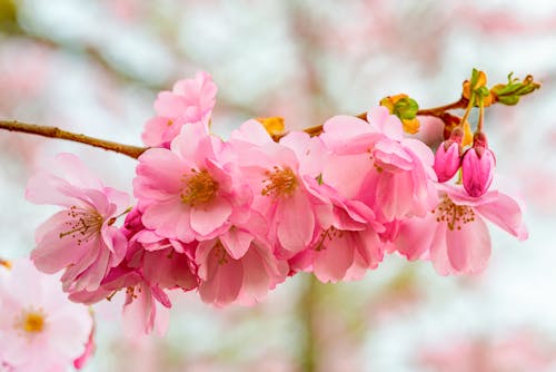 Pink, Spring Blossoms