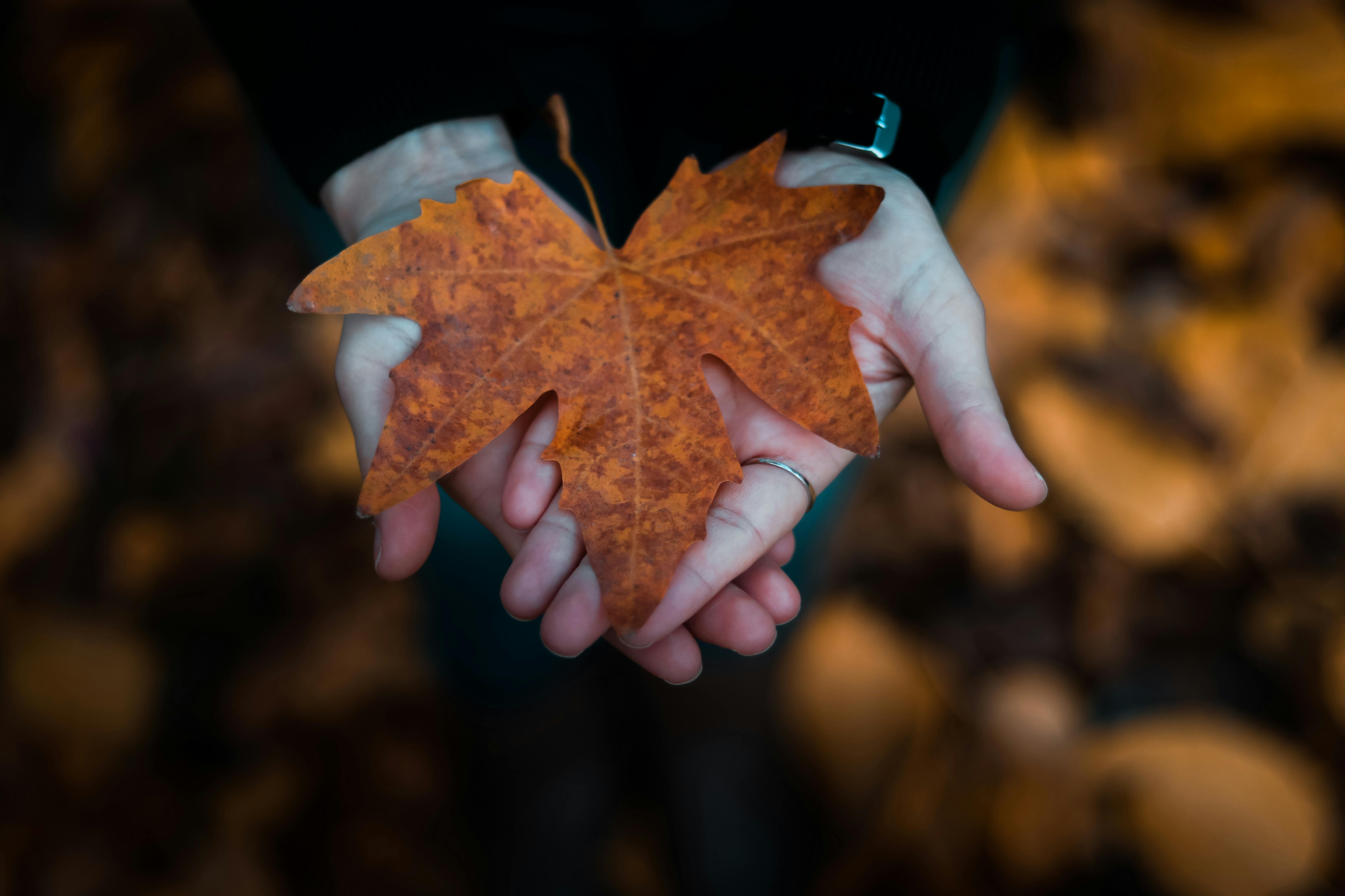 A close-up shot of a person's hands holding a vibrant maple leaf during fall.