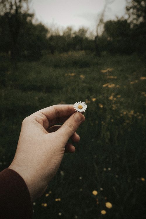 Free A person holds a daisy with a meadow in the background, capturing a tranquil spring moment. Stock Photo