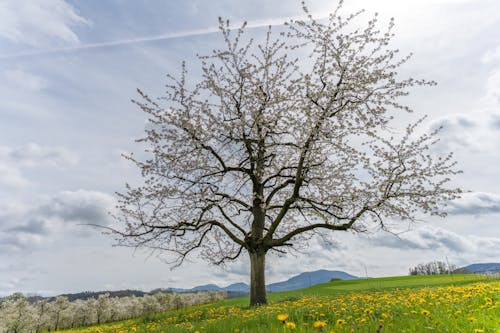 Single Tree on Meadow on Spring