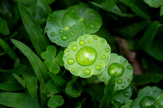 Close-up shot of fresh green leaves with raindrops, highlighting nature's beauty.
