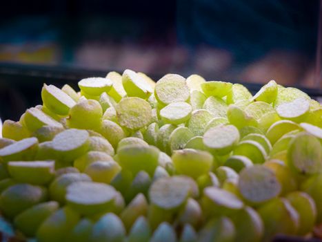 A pile of sugary green candies dusted with powdered sugar, displayed enticingly.