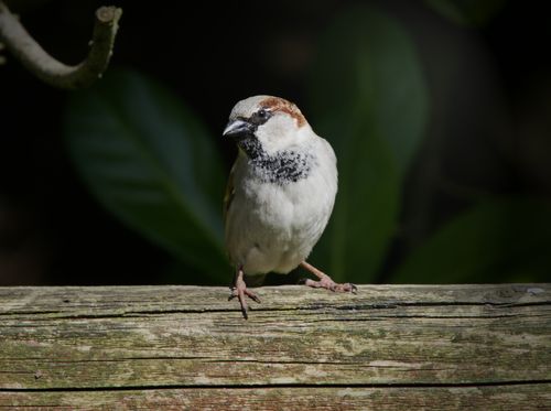 Free A detailed close-up of a sparrow perched on rustic wood with muted natural background. Stock Photo