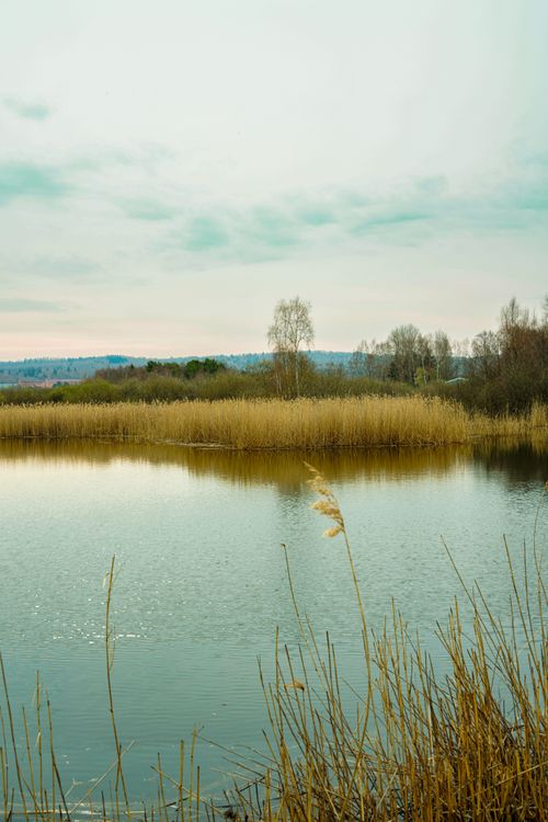 Free Calm lake scene with reflections and golden reed, set under an overcast sky. Stock Photo
