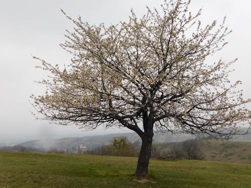 Fotobanka s bezplatnými fotkami na tému dedinský, hmla, jar