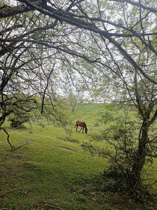 Horse Grazing in a Green Pasture